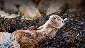 Eurasian otter in Shetland, Scotland (© Scotland: The Big Picture/Minden Picture)(Bing New Zealand)