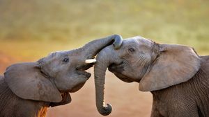 阿多大象国家公园里的大象，南非 (© Johan Swanepoel/Alamy)(Bing China)