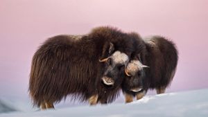 多弗勒山-松达尔国家公园的麝牛与她的宝宝，挪威 (© Robert Haasmann/Minden Pictures)(Bing China)