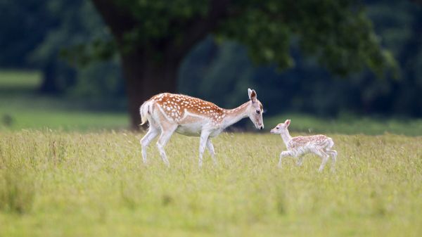 A fallow deer (doe) with fawn at Helmingham Hall, Suffolk