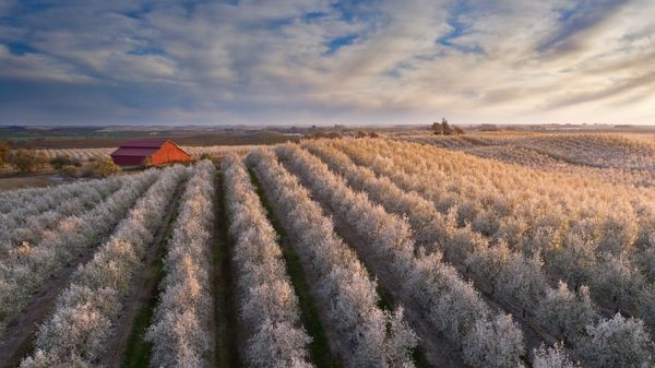 Flowering almond trees in California\'s Central Valley