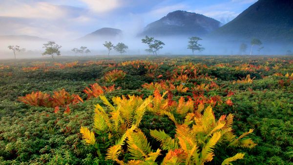 ｢シダの紅葉｣北海道