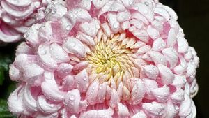 菊の花 (© yanjf/Getty Images)(Bing Japan)