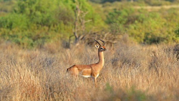 Gerenuk in Tsavo National Park, Kenya