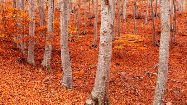 Foresta di faggi di Peña Roya, Parco Naturale del Moncayo, Saragozza, Aragona, Spagna