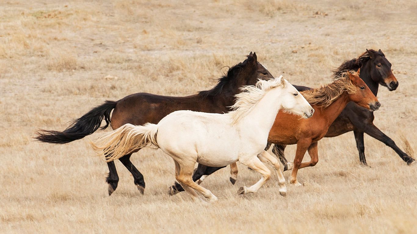 Band of four horses galloping in central Australia