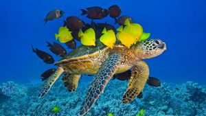 夏威夷大岛，科纳海岸边的绿海龟 (© Masa Ushioda/Aurora Photos)(Bing China)