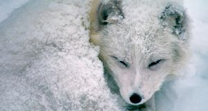 ｢岩陰で丸くなる北極狐｣カナダ, マニトバ州 -- Tom Murphy/Getty Images &copy; (Bing Japan)