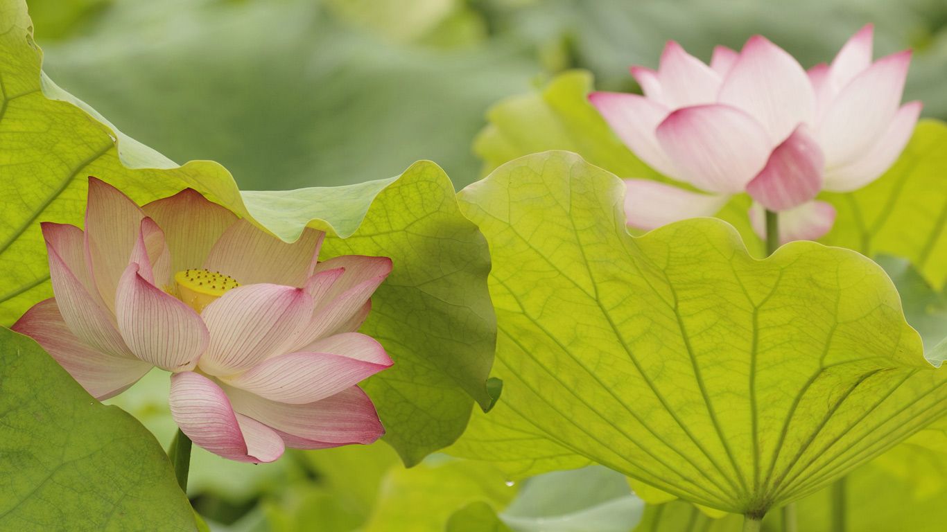 Lotus flowers in China