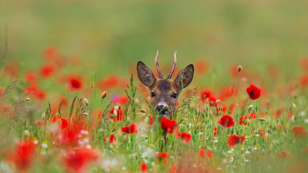 Roe deer (Capreolus capreolus) in meadow with poppies