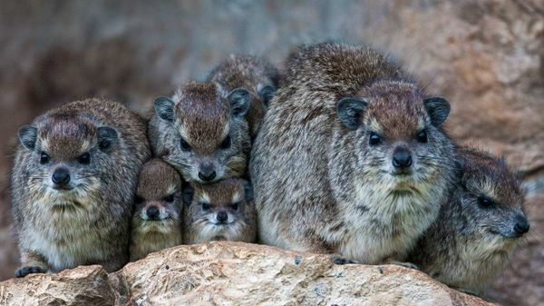 Bush hyrax colony in the Mara North Conservancy, Kenya