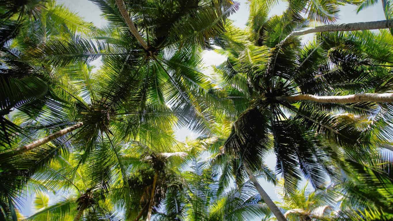 Palm trees over Maho Bay, Virgin Islands National Park