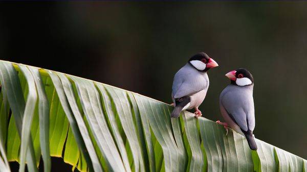 Tropical Java sparrows on a leaf