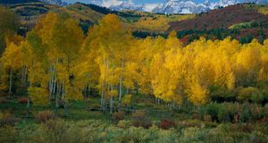 Snowcapped San Juan range above the autumn colors in Dallas Creek Valley, Uncompahgre National Forest, Colorado  (© Terry Donnelly/Aurora Photos) &copy; (Bing New Zealand)
