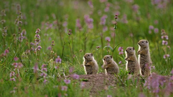 Uinta ground squirrels at Tower Fall Campground in Yellowstone National Park, Wyoming