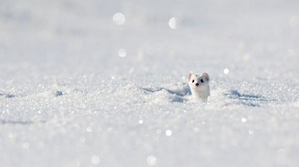 Stoat (aka ermine) in the Jura Mountains, France