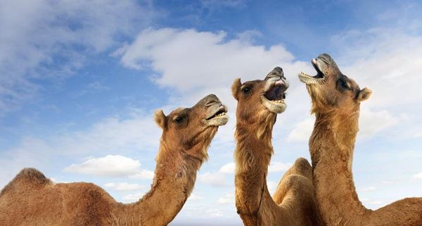 PushkarCamel