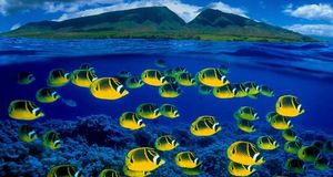Composite image of raccoon butterflyfish underwater, Maui, Hawaii, USA (© Pacific Stock-Design Pics/Superstock) &copy; (Bing United Kingdom)