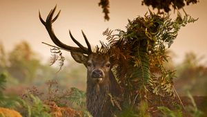 A male red deer in London’s Richmond Park, England (© Ian Schofield/Offset)(Bing United States)