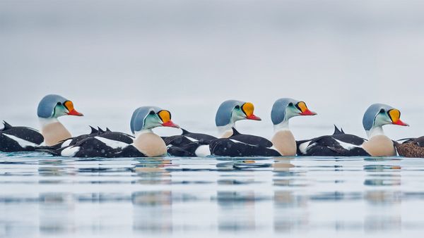 Male king eider ducks swimming in Troms og Finnmark, Norway