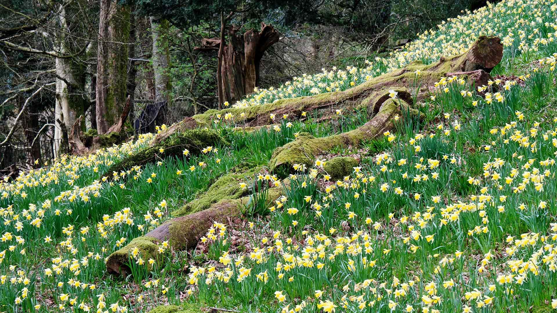 Daffodils in Dora’s Field, Rydal, Lake District