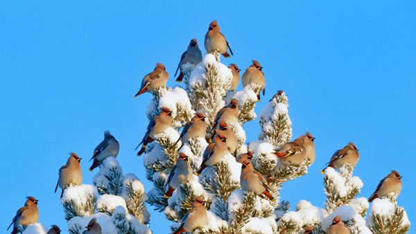 Bohemian waxwings in Kuusamo, Finland
