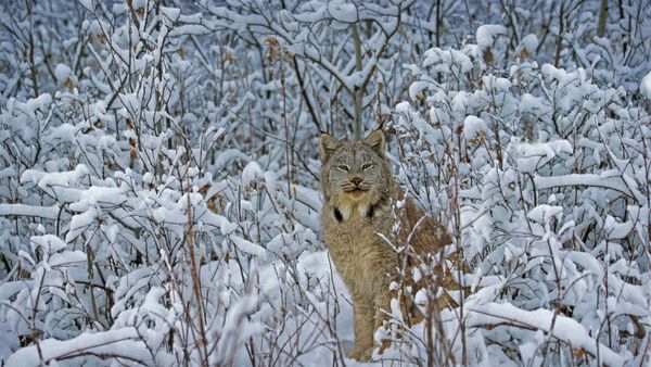 Canada lynx in Montana, USA