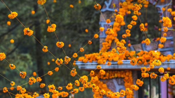 Marigolds decorate a cemetery in Patzcuaro, Michoacan, Mexico, for a Day of the Dead ceremony