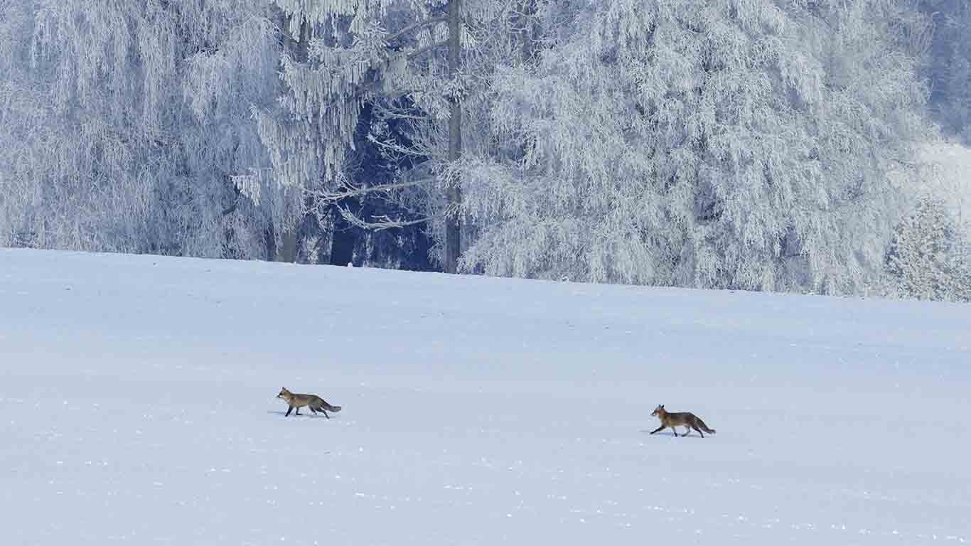 Red foxes (Vulpes vulpes) in Vosges, France