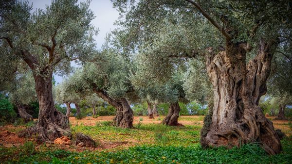 Oliveto nella Serra de Tramuntana, Maiorca, Isole Baleari, Spagna