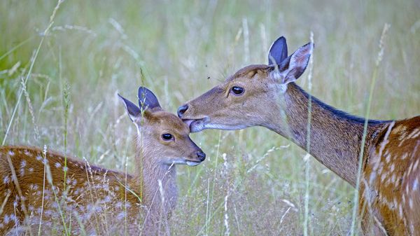 Biche Sika et son petit dans un parc privé, Haute-Saône, France