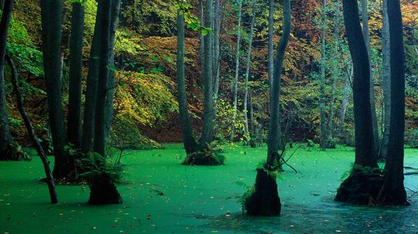 Buchen und Erlen im Nationalpark Jasmund, Insel Rügen, Mecklenburg-Vorpommern, Deutschland
