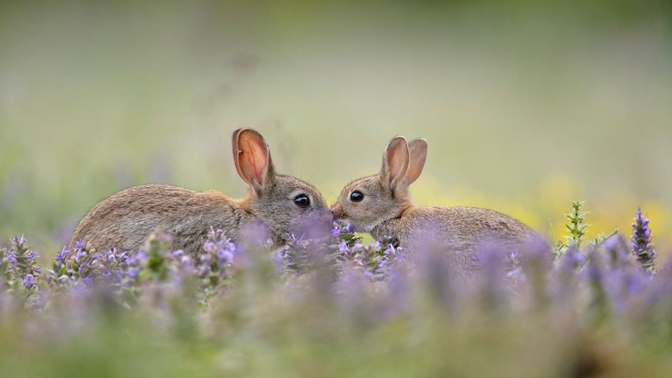 European rabbit (Oryctolagus cuniculus) kit greeting parent, France