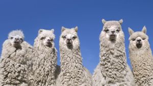 Alpacas near the base of Cotopaxi Volcano, Ecuador (© Steve Bloom Images/Alamy)(Bing United States)