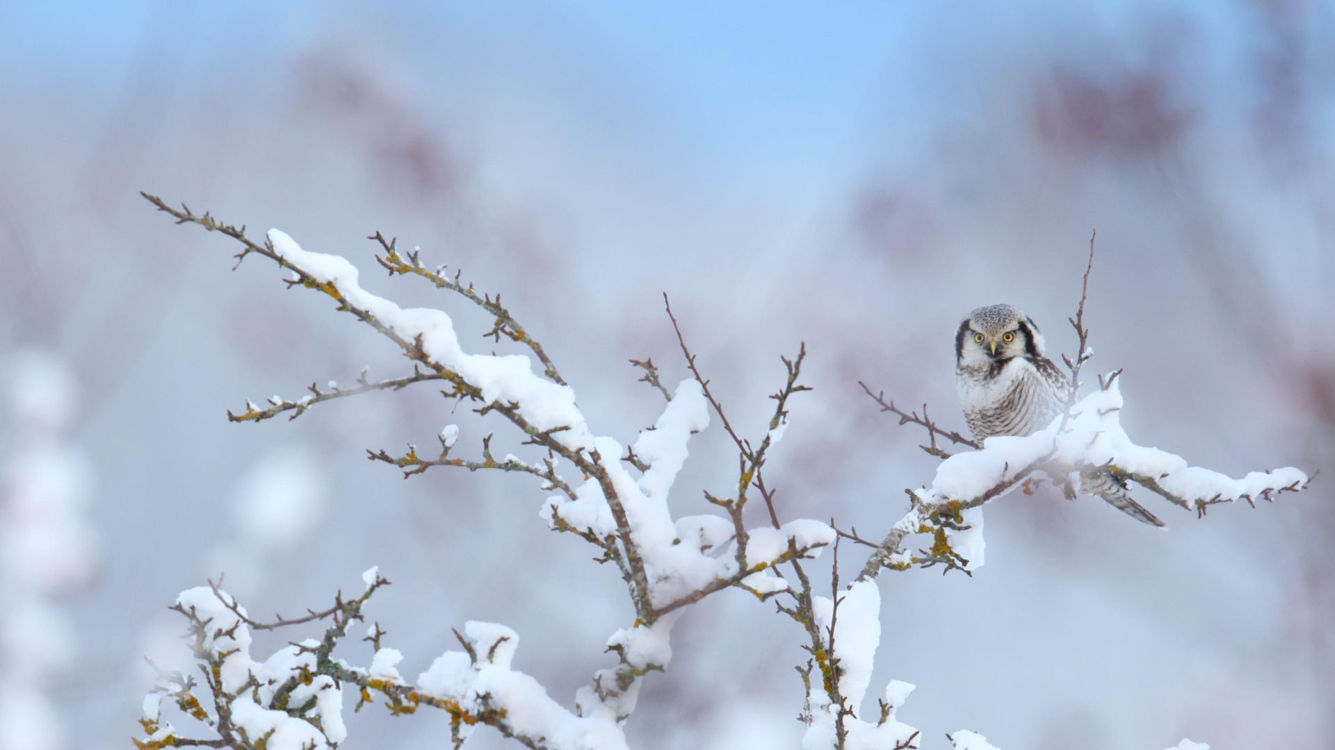 Northern hawk-owl