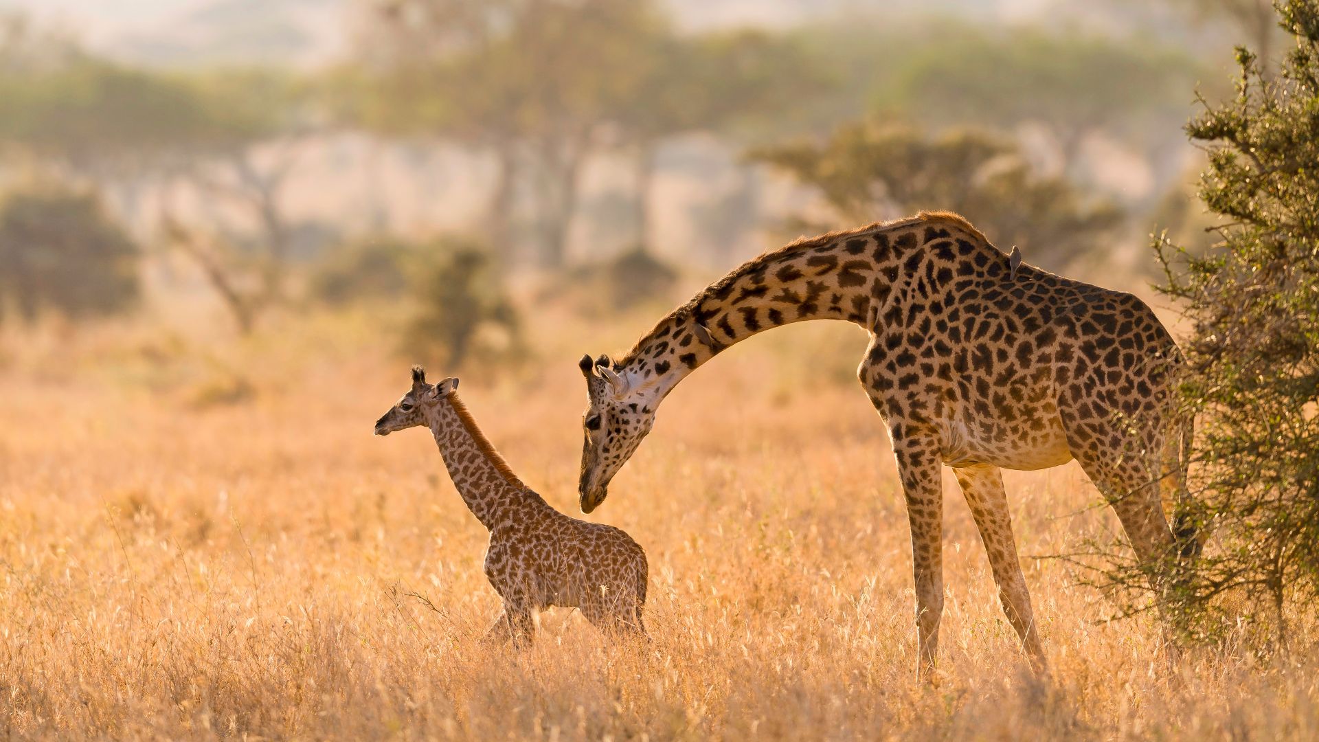 Girafe Masaï et son girafon, parc national du Serengeti, Tanzanie