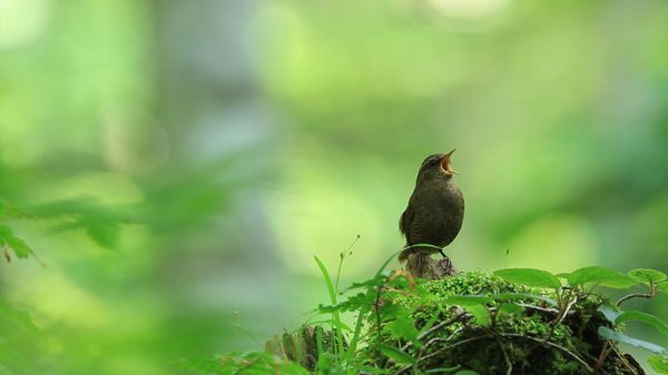 Eurasian wren in Kōfu, Tottori, Japan