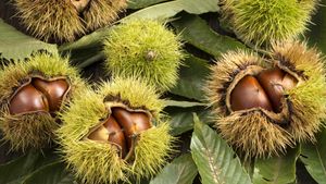 Chestnuts inside their burs (© Kai Keisuke/Shutterstock)(Bing New Zealand)