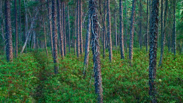 Black spruce trees in Superior National Forest, Minnesota