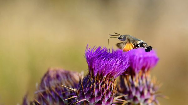 Hummingbird hawk-moth feeding on flower, Sardinia, Italy