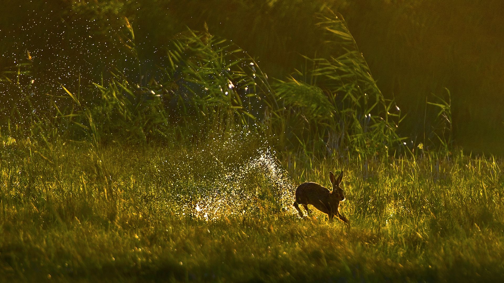 A European hare jumps through a wetland in the Netherlands