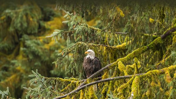 Aquila di mare testabianca, Foresta Nazionale di Tongass, Alaska