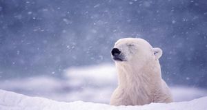 加拿大马尼托巴省丘吉尔镇，哈得逊湾附近的北极熊 (© Galen Rowell/Corbis) &copy; (Bing China)