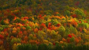 美国，纽约，哈德逊山谷秋天的落叶 (© Corbis)(Bing China)