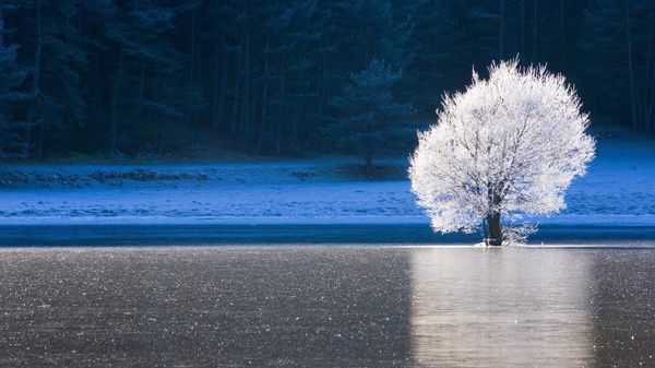 Frozen lake and frost-covered tree in Caille, Alpes-Maritimes, Provence-Alpes-Côte d’Azur, France
