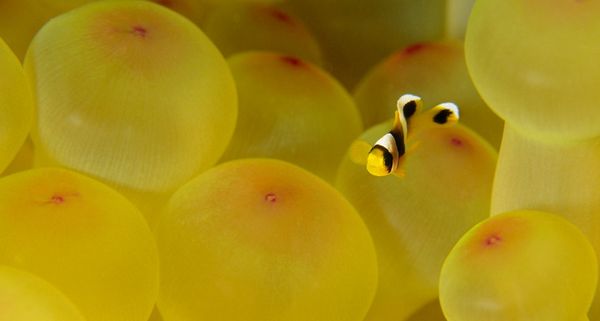 Clownfish swimming in the Red Sea, Egypt
