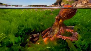 Common octopus in the Mediterranean Sea (© Pasquale Vassallo/Visuals Unlimited, Inc.)(Bing New Zealand)