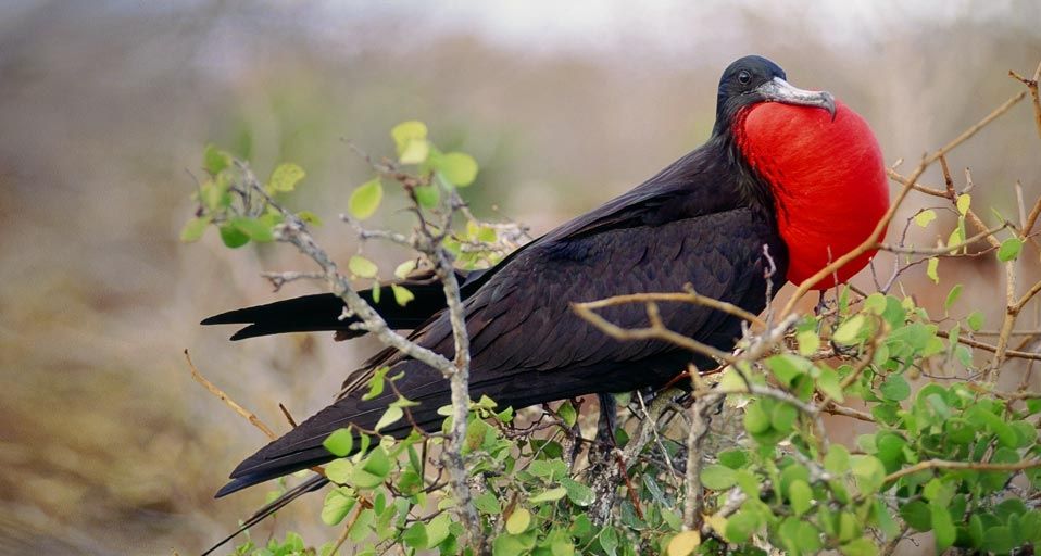 Male Great Frigatebird  in full display, Galapagos Islands, Ecuador