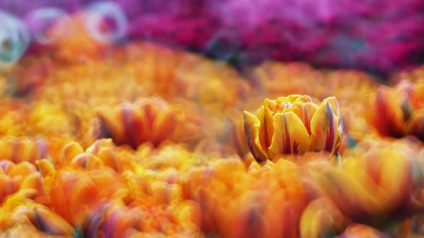 花海