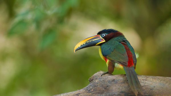 Chestnut-eared aracari, Pantanal region, Brazil